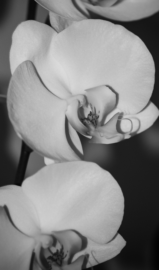 white orchid in B&W