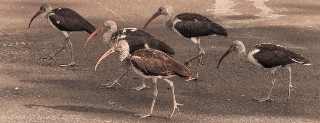 A Flock of Ibis. These lovelies happened to be strolling in my driveway one sunny day.